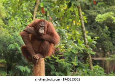 Orangutan sitting on a tree trunk - Shutterstock ID 1945255582