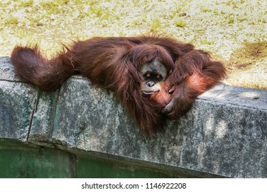 orangutan-sleeping-on-concrete-fence-260nw-1146922208.jpg
