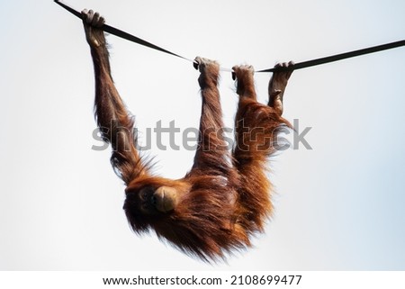 Orangutan smiling while hanging from a rope