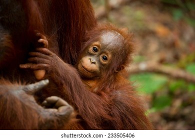 Orangutan in south Borneo Indonesia.