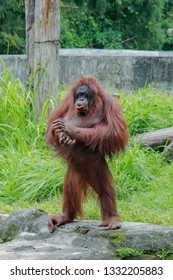 Clapping Monkey Images, Stock Photos & Vectors | Shutterstock