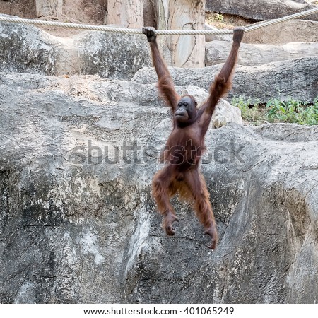 Orangutan swinging on rope