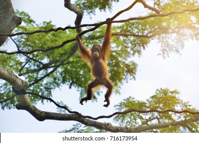 Orangutan swinging on rope selective focus. 