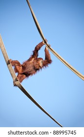 Orangutan swinging on the ropes