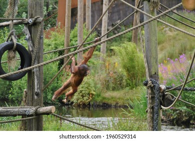 Orangutan swinging on ropes over water