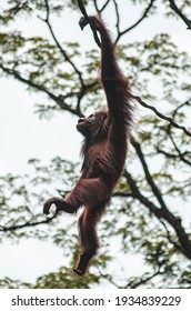 Orangutan swinging from vine to vine