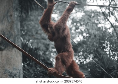 Orangutan Swinging or Walking on The Rope