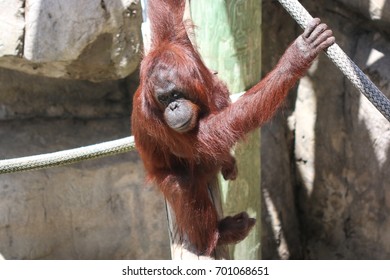 An Orangutan At The Tampa Lowry Park Zoo