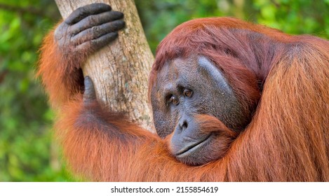 Orangutan, Tanjung Puting National Park, Borneo