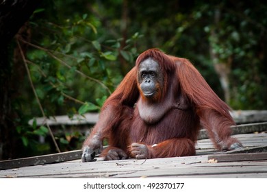 Orangutan In Tanjung Puting National Park Kalimantan