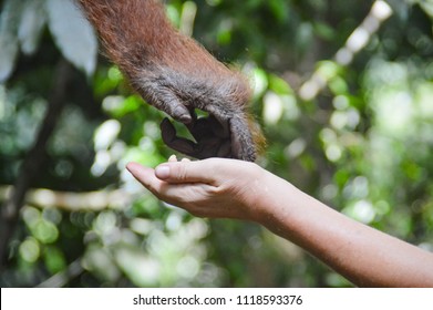 An orangutan touching a human hand - Shutterstock ID 1118593376