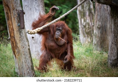 Orangutan walking upright with stick in its mouth 