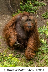 Orangutan At The Woodland Park Zoo