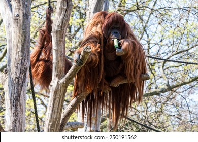 37+ Zoolog Garten, Zoo berlin, die wildeste sehenswürdigkeit in