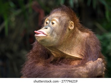 the orangutan in zoo.