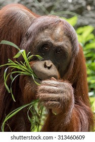 Orangutan At Zoo Atlanta