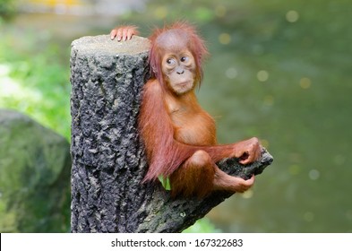 Orangutang (Pongo) baby sits on the tree