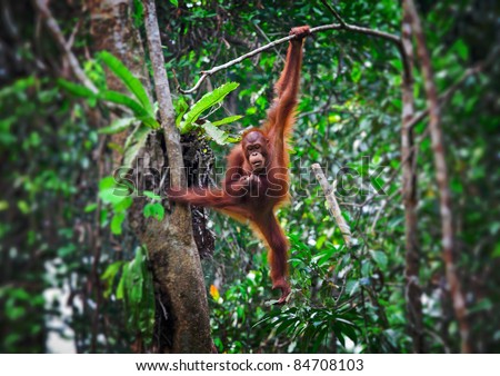 orangutang in Semenggoh Wildlife Rehabilitation Centre