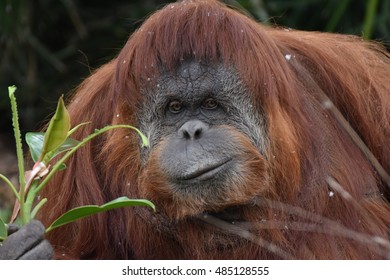 Orangutans At Adelaide Zoo