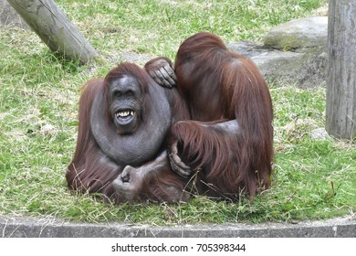 Orangutans At Blackpool Zoo