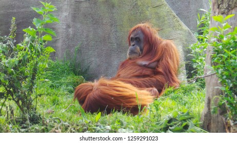 Orangutans At Chester Zoo