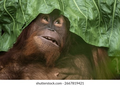 An orangutan's expression while playing with taro leaves