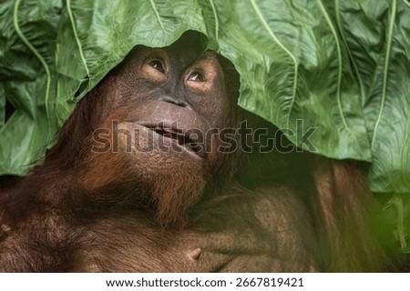 An orangutan's expression while playing with taro leaves