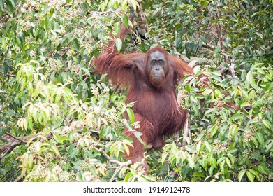 Orangutans In The Forest In Borneo