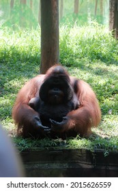 Orangutans are kept in the zoo. Orangutans lives Orangutans are great apes native to the rainforests of Indonesia and Malaysia. - Shutterstock ID 2015626559