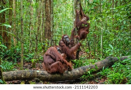 Orangutans in a natural habitat. Bornean orangutan (Pongo pygmaeus wurmbii) in the wild nature. Tropical Rainforest of Borneo Island. Indonesia