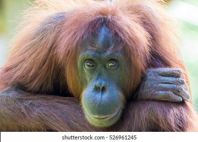 Orangutans Is The Only Asian Great Found On The Island Of Borneo And Sumatra