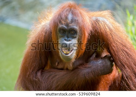 orangutans is the only asian great found on the island of Borneo and Sumatra