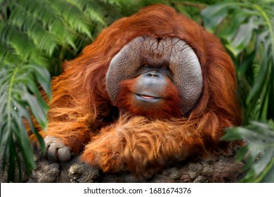  Orangutans,  orang-utan, orangutang, or orang-utang old animal rests in the tropical rainforest - Shutterstock ID 1681674376