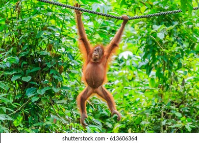 Orangutans Or Pongo Pygmaeus Is The Only Asian Great Found On The Island Of Borneo And Sumatra