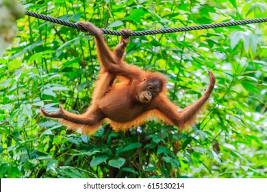 Orangutans Or Pongo Pygmaeus Is The Only Asian Great Found On The Island Of Borneo And Sumatra