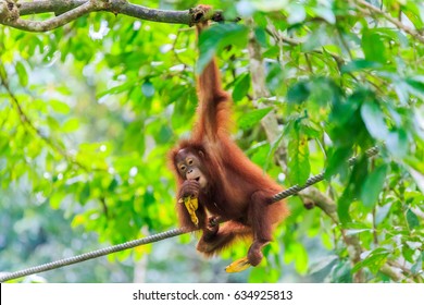 Orangutans Or Pongo Pygmaeus Is The Only Asian Great Found On The Island Of Borneo And Sumatra