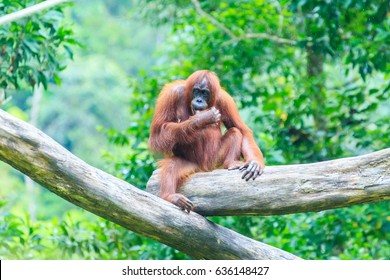 Orangutans Or Pongo Pygmaeus Is The Only Asian Great Found On The Island Of Borneo And Sumatra