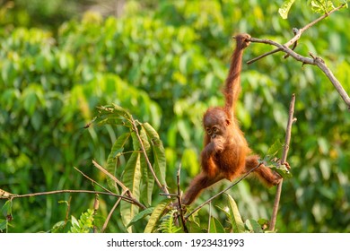 Orangutans in the wild nature 