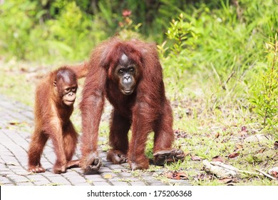 Orangutans in wildlife
