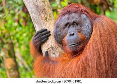 Orangutan,Tanjung Puting National Park, Borneo