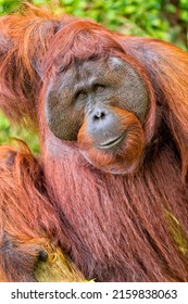 Orangutan,Tanjung Puting National Park, Borneo