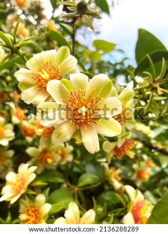 Ora-pro-nobis flower. White and orange flower with green leaves. Light yellow flower from ora-´pro-nobis plant, which leaves are rich in protein. Good for vegetarian and vegan diets. Imagine de stoc © 