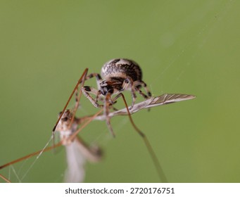 Orb Spider and Cranefly Prey 