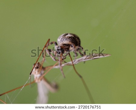 Orb Spider and Cranefly Prey 