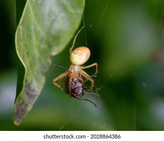 Orb Spider - Metellina segmentata, female with fly prey