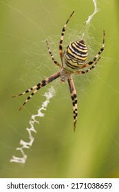 Orb Spider Spinning A Spider Web