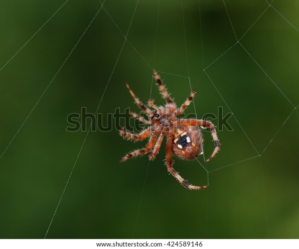 garden orb spider california