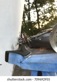 Orb Weaver Spider