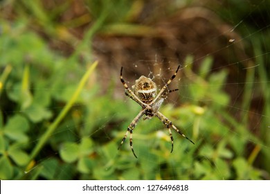 Orb Weaver Spider, With Abdomen And Spinneret Visible, In A Web In Cotacachi, Ecuador