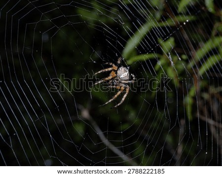 Orb Weaver Spider Centered in Full Spiral Web Against Dark Background, Florida Wildlife Macro Photography